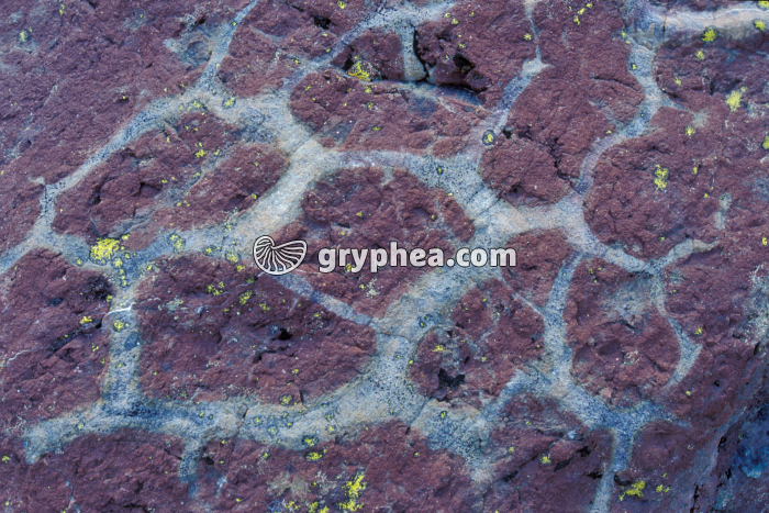 Fentes dessication fossiles (Emosson) - gryphea.org